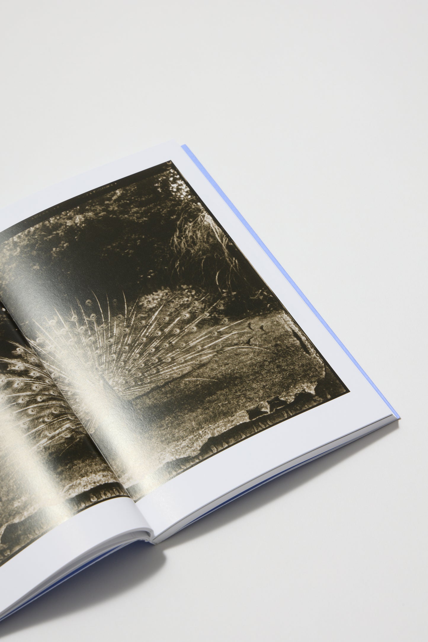 Sarah Moon (Photofile)