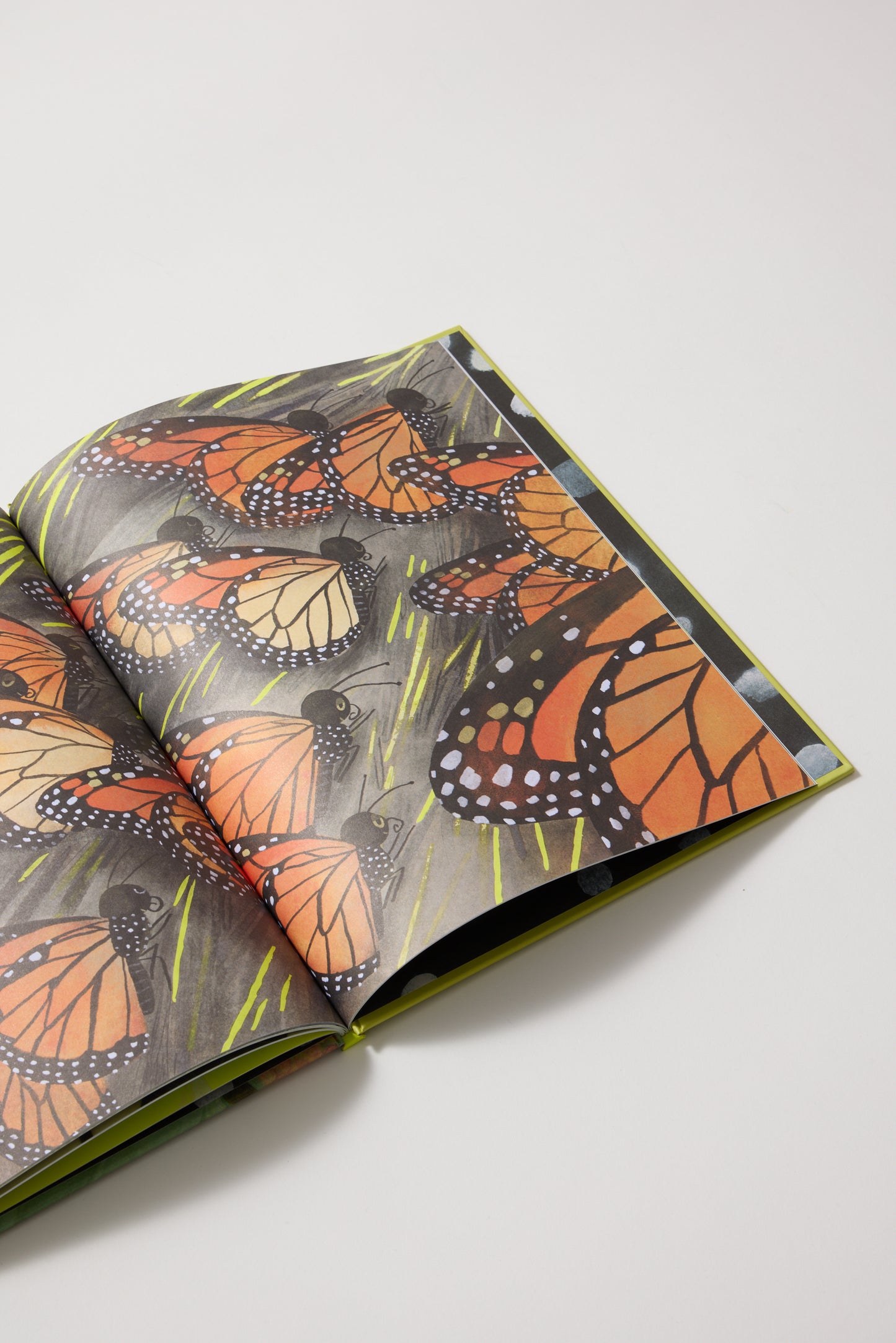 La papallona monarca