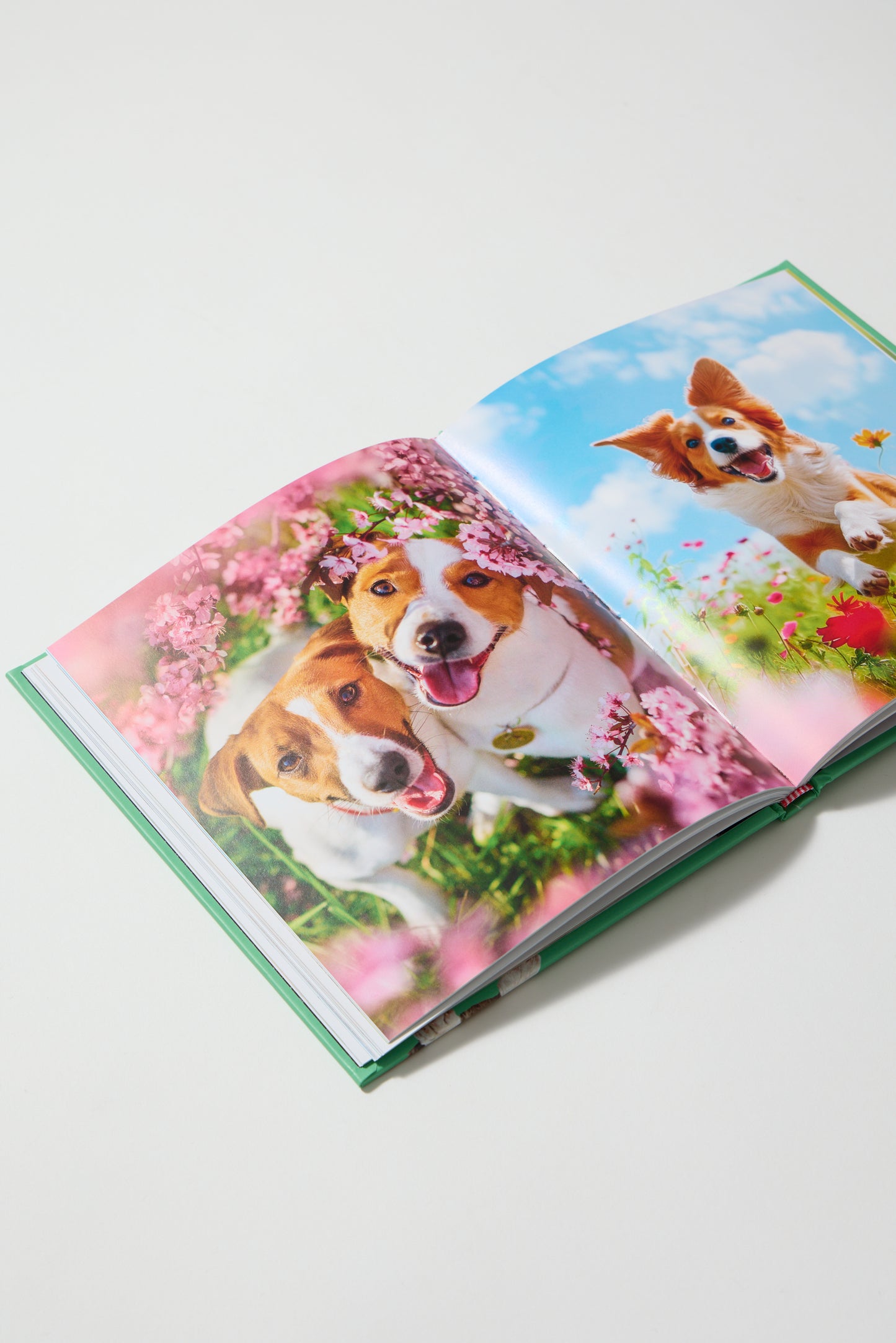 This Book is Literally Just Cute Dogs That Will Bring You Joy