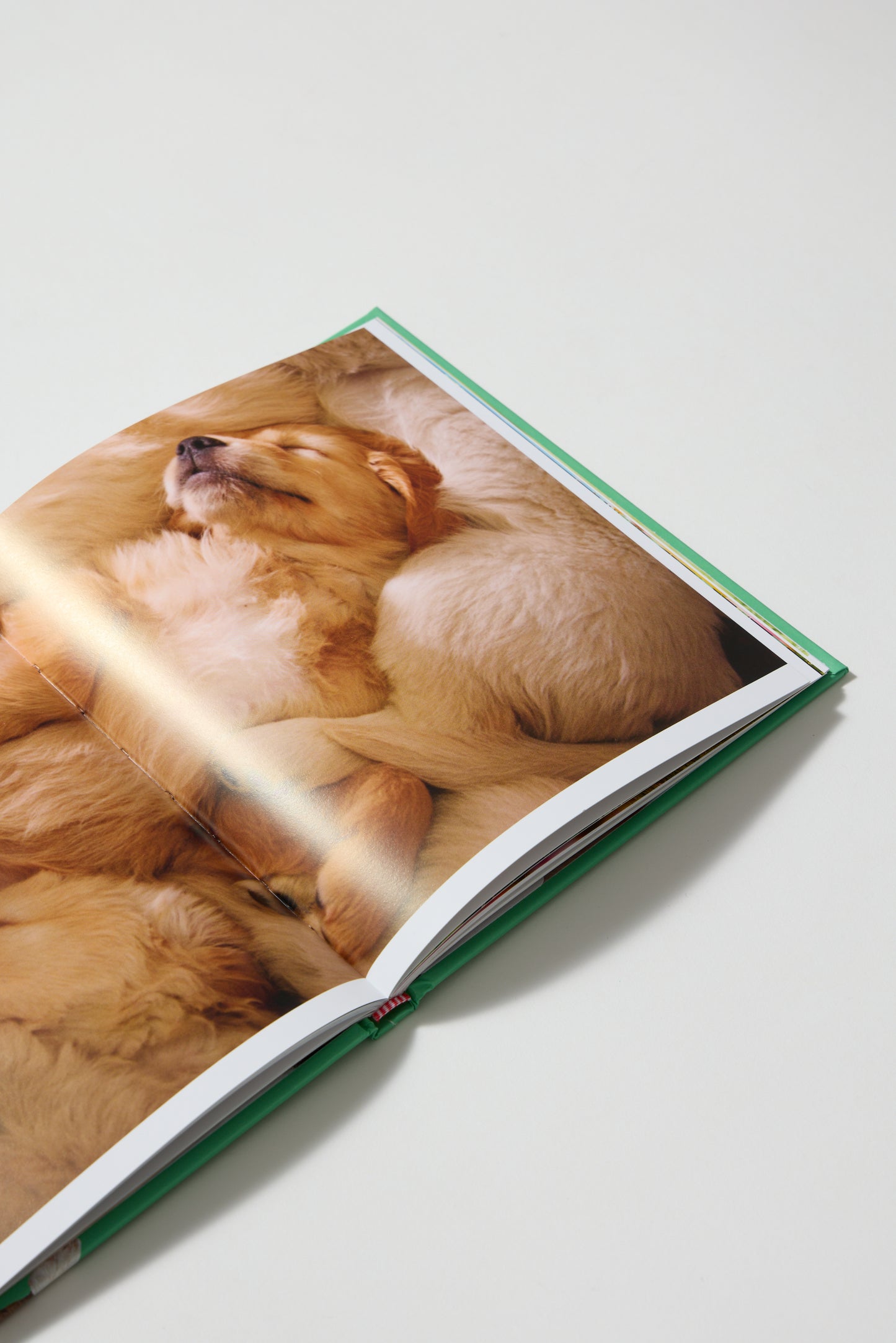 This Book is Literally Just Cute Dogs That Will Bring You Joy
