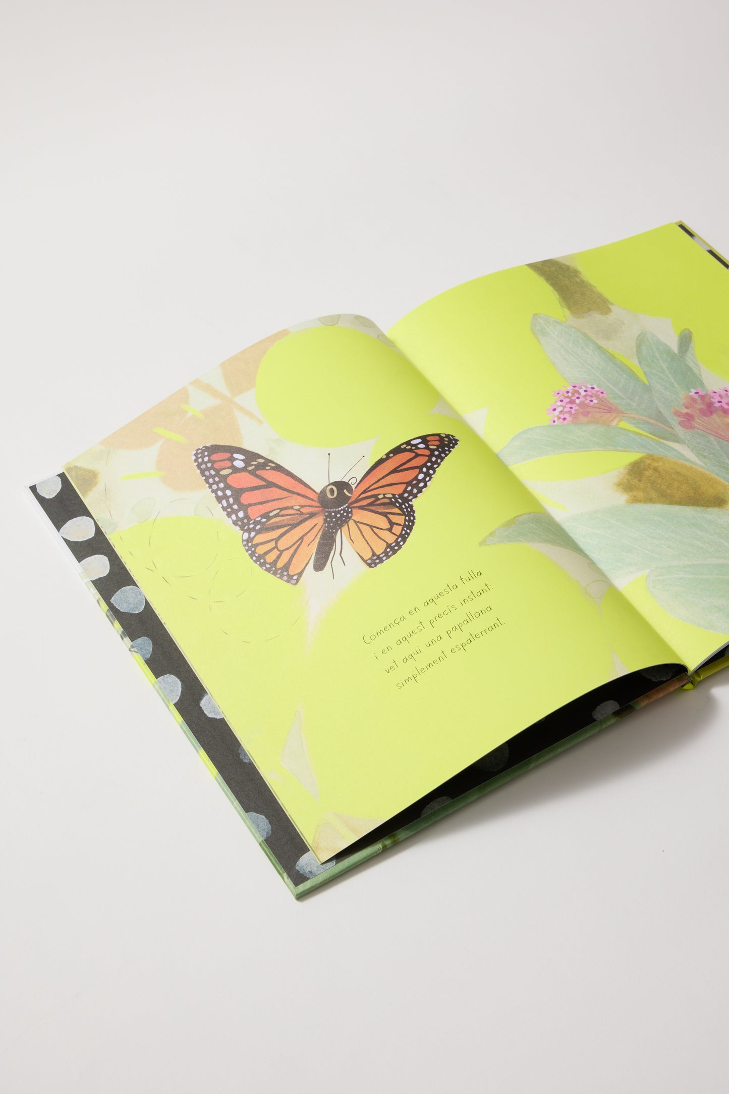 La papallona monarca