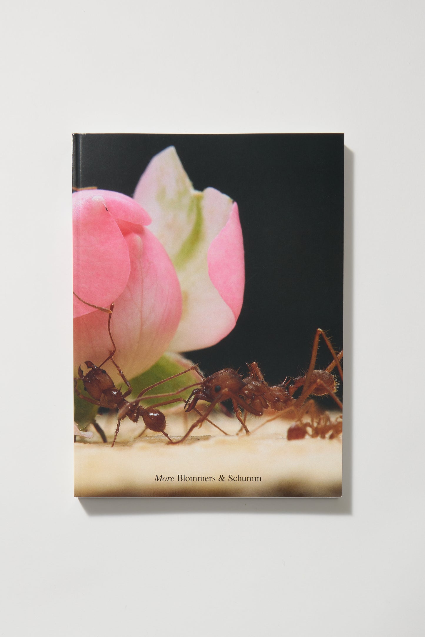 Bloomers & Schumm -More